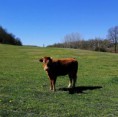 /album/au-cours-de-vos-randonnees-autour-de-saint-antoine-du-queyret/a54798608-368256990691065-7736466981888458752-n-jpg/
